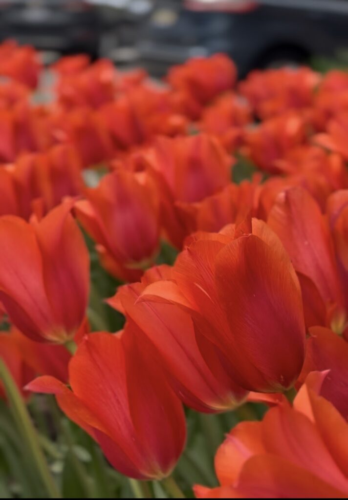 Tulip TIme