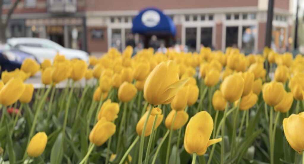 Tulip TIme