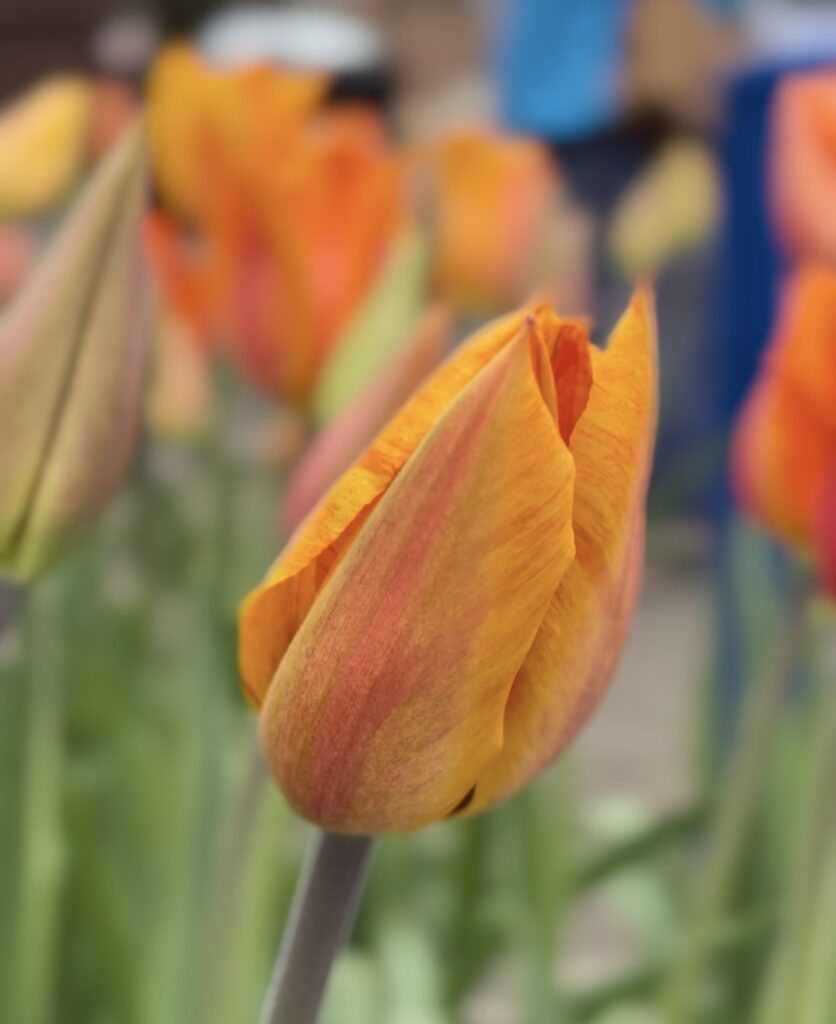 Tulip TIme